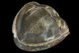 Wide, Enrolled Isotelus Trilobite - Mt Orab, Ohio #115248-2